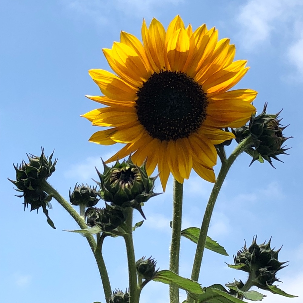 Meet your Posher, Brenda